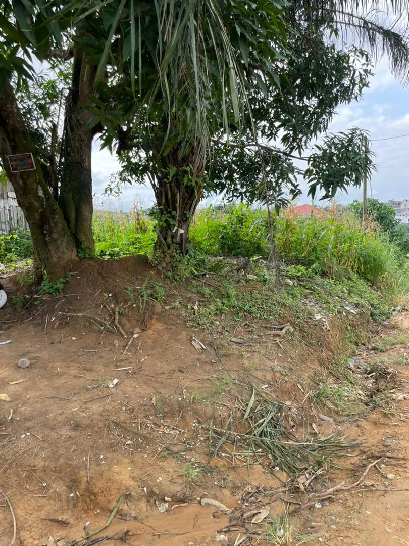 Terrain à vendre à Logbessou 2000m2 titre foncier 75000 FCFA/m2 Lea Group Sarl Cameroun