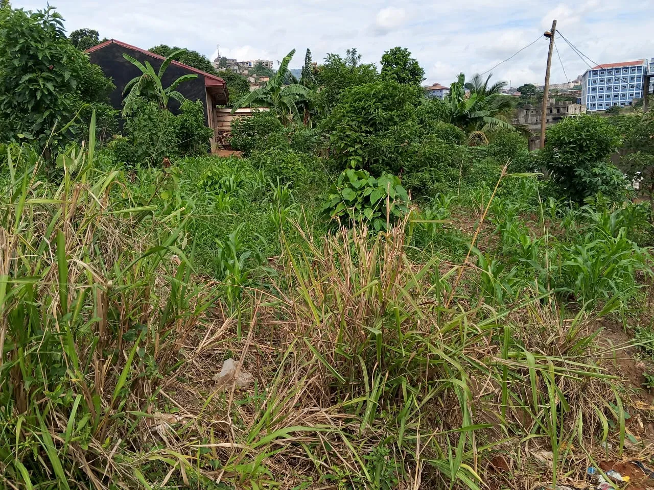 Terrain titré a vendre a bonamoussadi denver au niveau du complexe sportif Ngannou Lea Group Sarl Cameroun